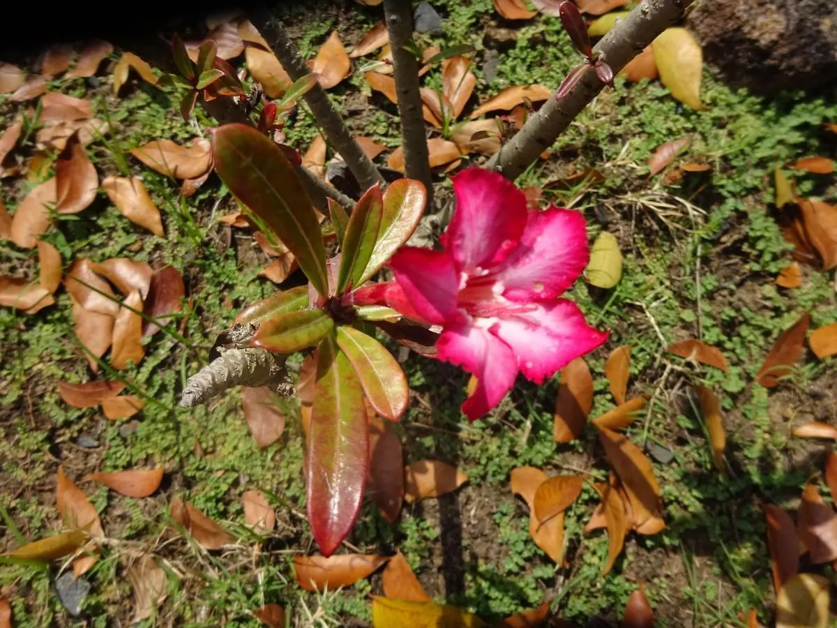 Le Matelot De La Baie Villa Deshaies Guadeloupe